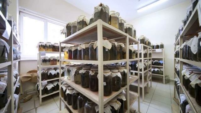 Редкий,но очень прибыльный бизнес!Разведение и продажа пиявок Бизнес на пиявках! смотреть онлайн