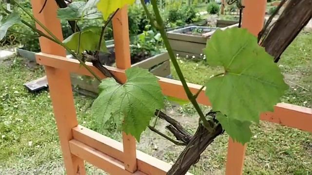 Размножение винограда. Очень простой и лёгкий способ. смотреть онлайн