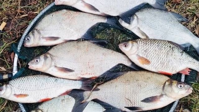 ЛЕЩ, интересные факт. Самый крупный лещ в мире, лещ - 