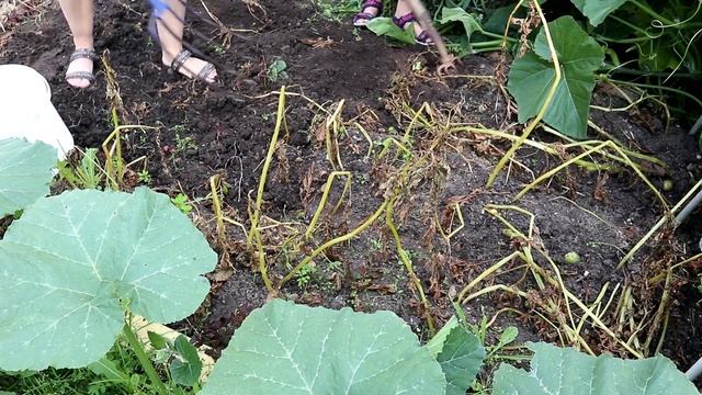 Копаем картошку! / Урожай и выводы смотреть онлайн