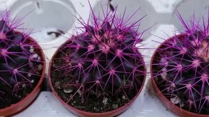 РАЗНОЦВЕТНЫЕ КАКТУСЫ Эхинокактус Грузона