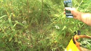 Как стать настоящим травником