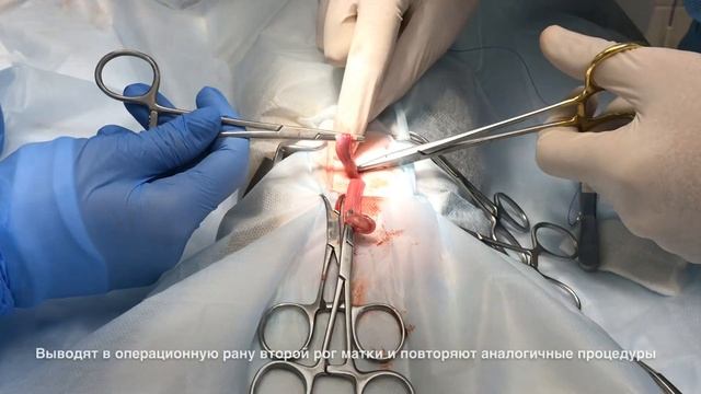 Стерилизация кошки или овариогистерэктомия смотреть онлайн