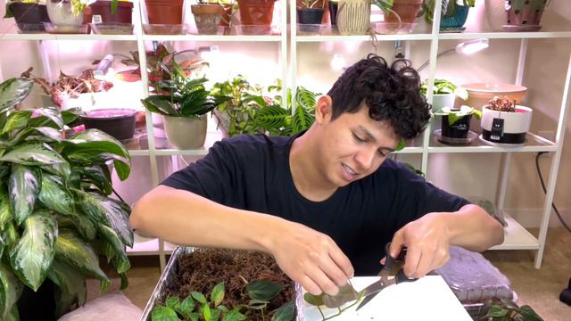 Making NEW Plants for Spring! Monstera Siltepecana, Micans, Lipstick, & More! смотреть онлайн
