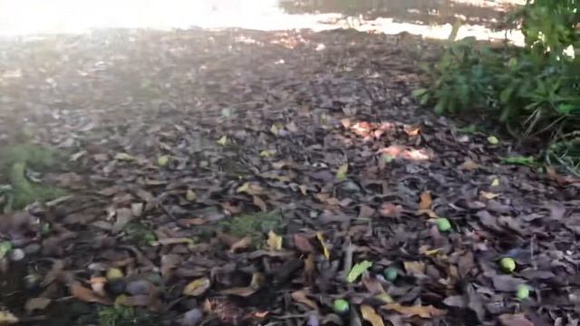 How to pick macadamia nuts смотреть онлайн