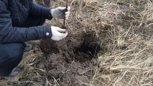 Виноградный дневник. Посадка двухлетнего саженца Аркадии.