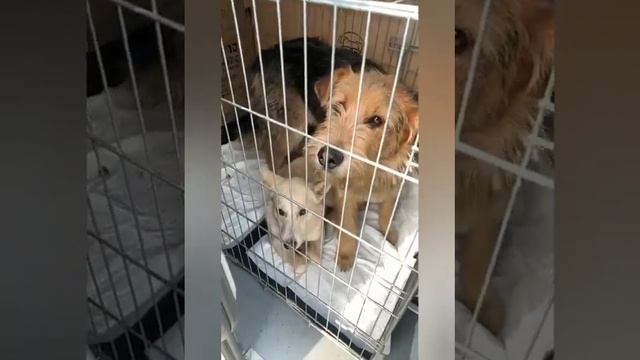 Срочный вывоз из усыпалки! - СПАСЛИ! смотреть онлайн