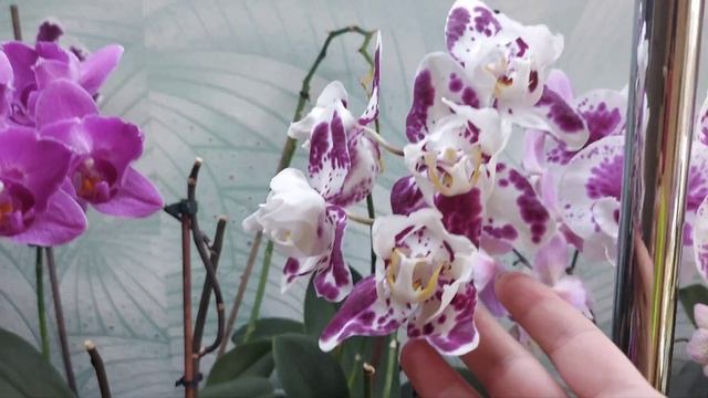 Куда люди девают ОРХИДЕИ?? смотреть онлайн