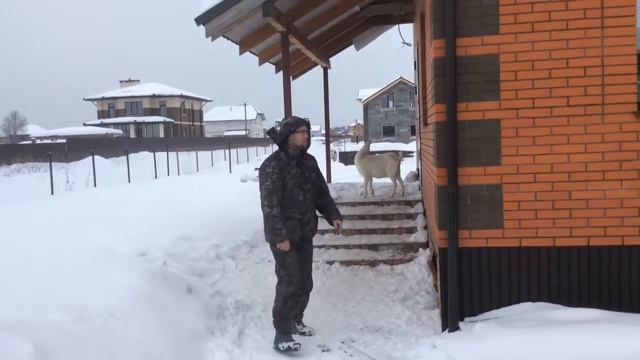 Смотреть всем / Животные на выпасе ))) / 8 февраля 2022 года / На улице + / Всем весело .