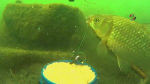 Ловля на _Пробку_ 🐟 с Подводными съемками. Ловля карася. Fishing. рыбалка. Карась, Донная снасть