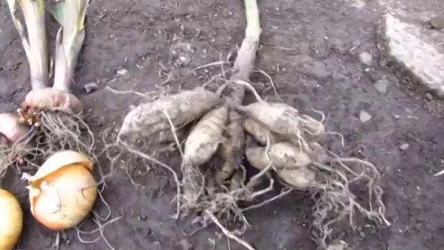 Видоизменения корней и побегов смотреть онлайн