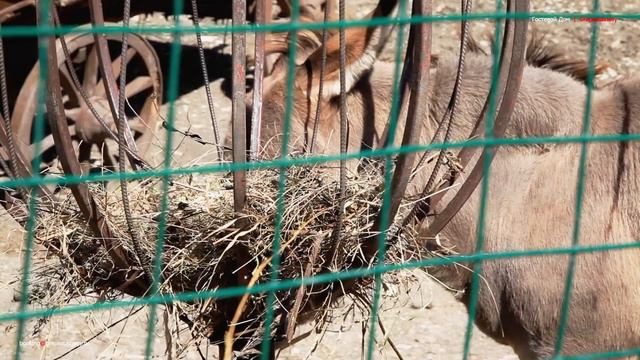 Что посмотреть в Геленджике - экскурсия в зоопарк "Сафари Парк" смотреть онлайн