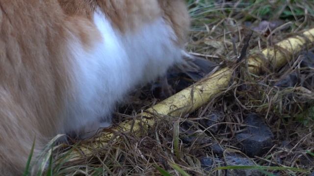 Почему думают что кошки едят мясо? Они съедают воробья целиком Вторичный гиперпаратиреоз не страше смотреть онлайн
