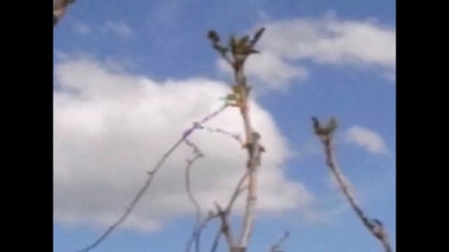 [Ar]🌳🍴Aralia elata / 楤木（タラノキ） смотреть онлайн
