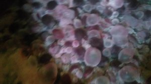 VID_20240905_073459.mp4