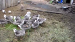 Немного о разведение кормлении и содержании серых  гусей.