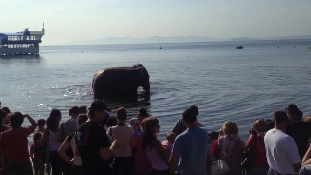 Слоны во Владивостоке смотреть онлайн