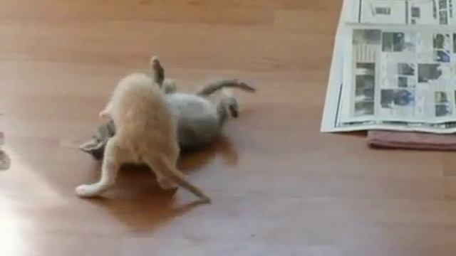 Блюющий котёнок смотреть онлайн