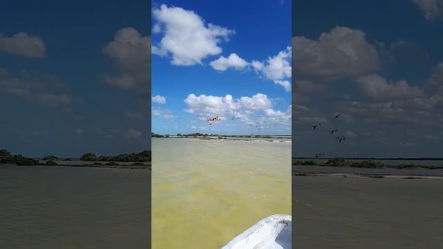 Полет фламинго в Рио Лагартос смотреть онлайн