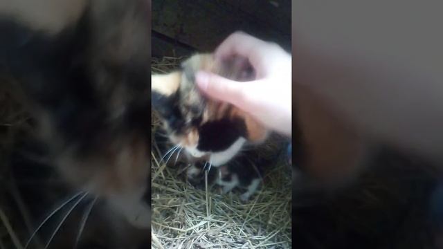 Как выглядят котята 5-6 дней смотреть онлайн