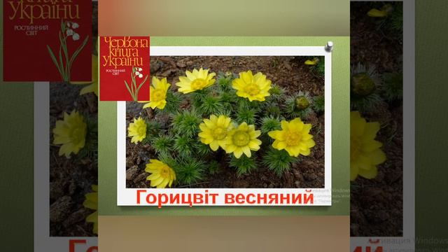 Тема заняття ,,Червона книга України,, смотреть онлайн