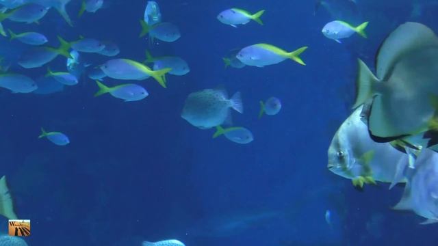 Tropical & Interesting Animals movie. 4K resolution by Panasonic HC-WX970 ULTRA HD WasabySajado смотреть онлайн