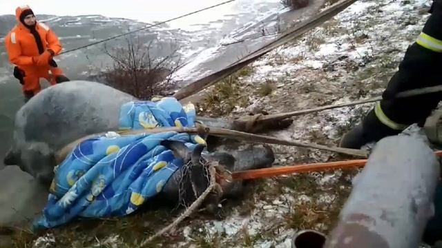 14.12.2020 Спасение коровы в Волковыске смотреть онлайн