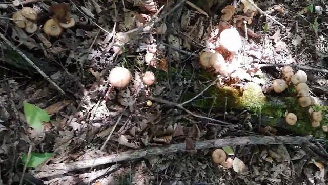 Опята смотреть онлайн