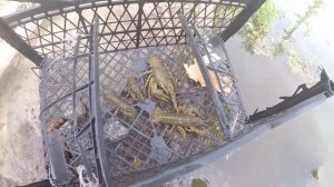 Самодельная раколовка за 5 минут РАБОТАЕТ(Бюджетная Раколовка)