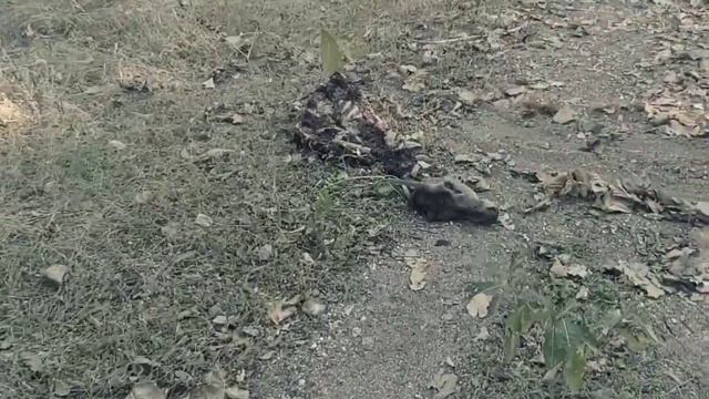 Komodo dragons attack deer in the sea смотреть онлайн