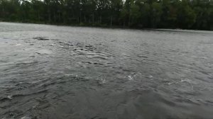 Таймень10 кг. Река Кур.