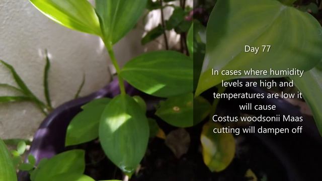 Growing Costus Woodsonii Maas (Red Button Ginger) смотреть онлайн