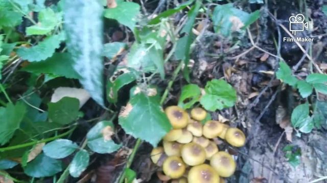 Puza, Armillaria mellea смотреть онлайн