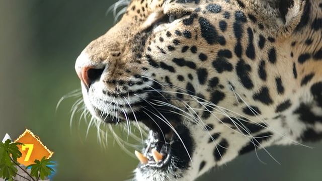 14 BIGGEST Cats in the World смотреть онлайн