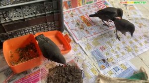 Как выкормить скворцов. Личный опыт. Как кормить птенцов скворца.