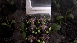 Взошла лобелия, ухаживаем за всходами