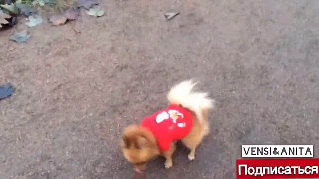 Vlog- Утренняя прогулка с собакой, У меня появился шпиц?) смотреть онлайн