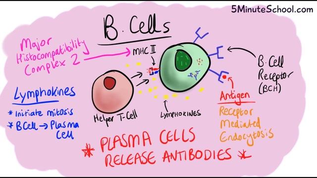 B Cells Vs T Cells | B Lymphocytes Vs T Lymphocytes - Adaptive Immunity - Mechanism