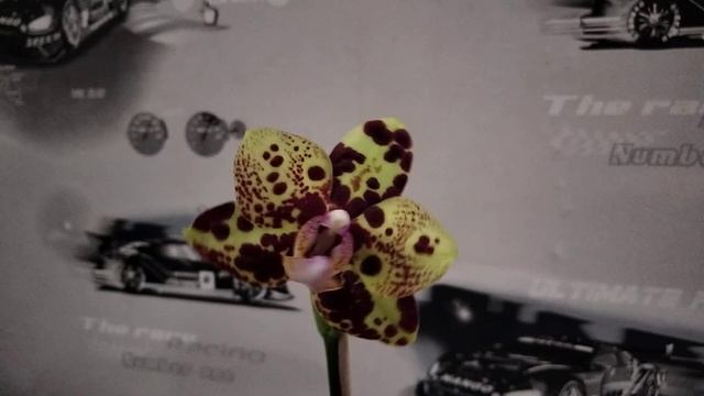 Орхидея Phal. GW Green World Snakeskin (Змеинная кожа) смотреть онлайн
