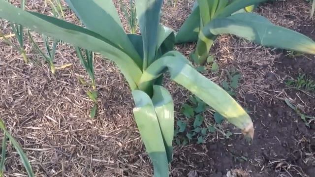 Гигантский чеснок / Технология выращивания озимого чеснока смотреть онлайн