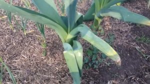 Гигантский чеснок / Технология выращивания озимого чеснока