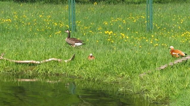 Мандаринки , огари, казарки в парке "Ораниенбаум". смотреть онлайн