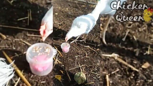 ?️Куры-несушки после покупки/Первое появление кур?. "Браун Ник" и "Супер Ник"?? смотреть онлайн