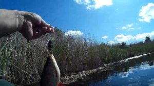 Ловлю красноперку на воблеры.