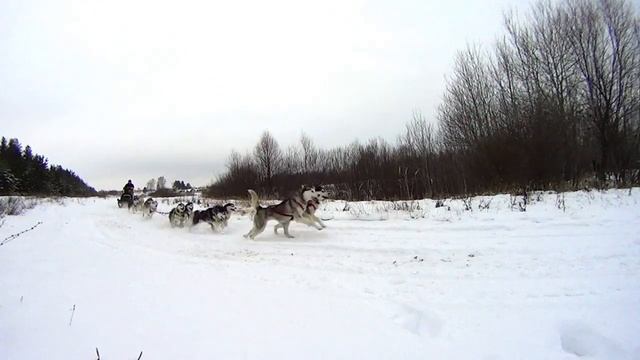 Sleddog December 1 смотреть онлайн