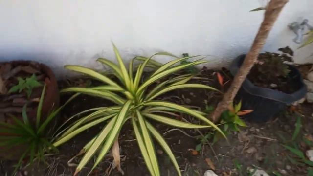 HOW TO PROPAGATE YELLOW PANDANUS | CARE GUIDE смотреть онлайн