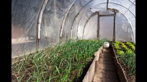 Первые весенние посадки в неотапливаемой теплице из поликарбоната