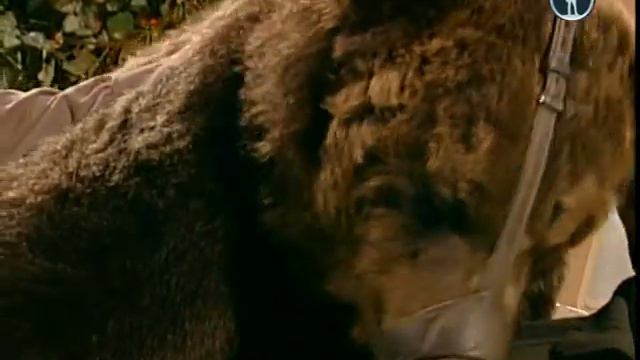 В мире животных 2013 08 26 смотреть онлайн