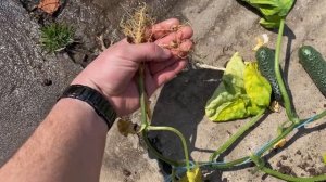 Нематода на огурце. Как понять и чем бороться.