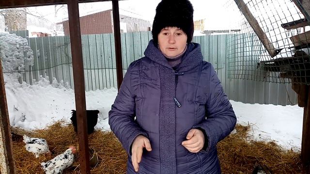 Почему зимой у БРОЙЛЕРА хорошая ЯЙЦЕНОСКОСТЬ. смотреть онлайн